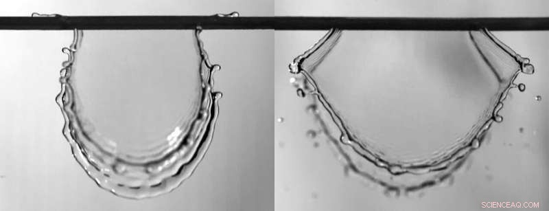 Pine Needle Adaptations Reduce Rain Impact on Trees