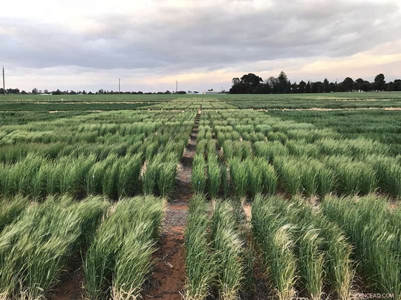 University of Adelaide Unveils Innovative Tool to Detect Frost Damage in Cereals
