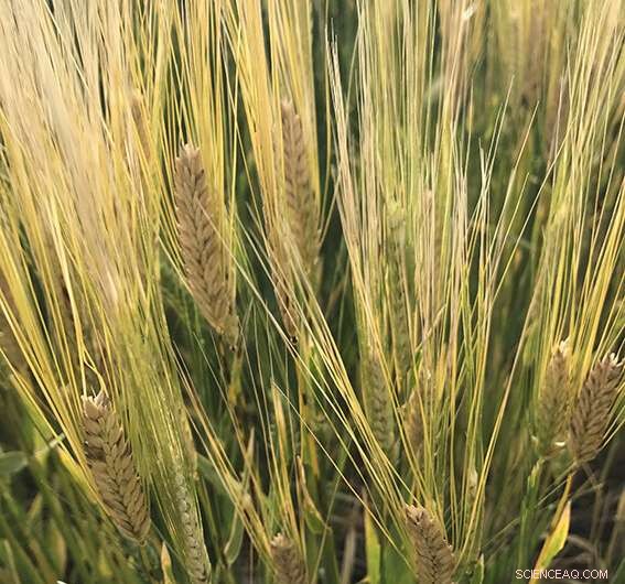 University of Adelaide Unveils Innovative Tool to Detect Frost Damage in Cereals