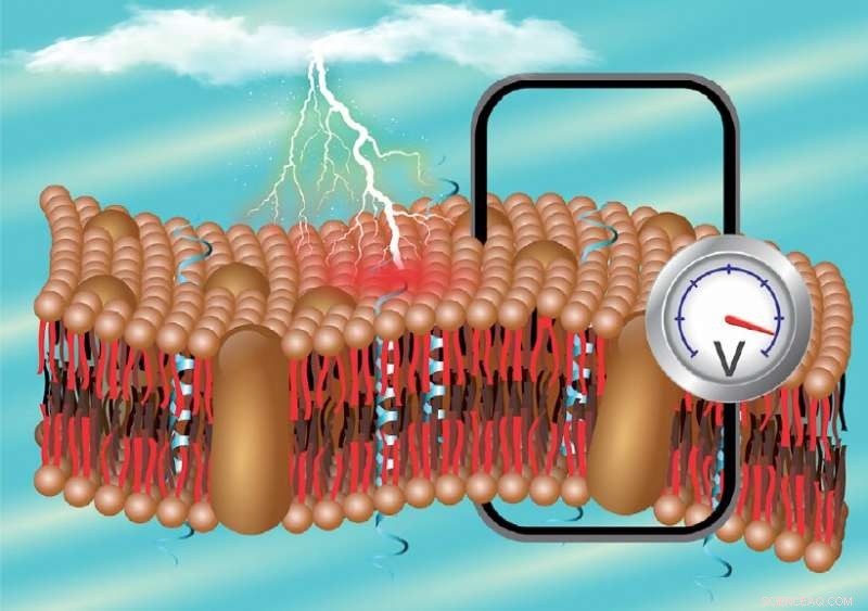 Snakes’ Thermal Vision Sparks Breakthrough Soft Pyroelectric Materials