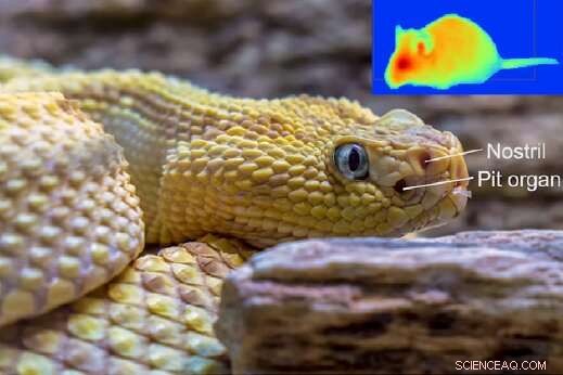 Snakes’ Thermal Vision Sparks Breakthrough Soft Pyroelectric Materials