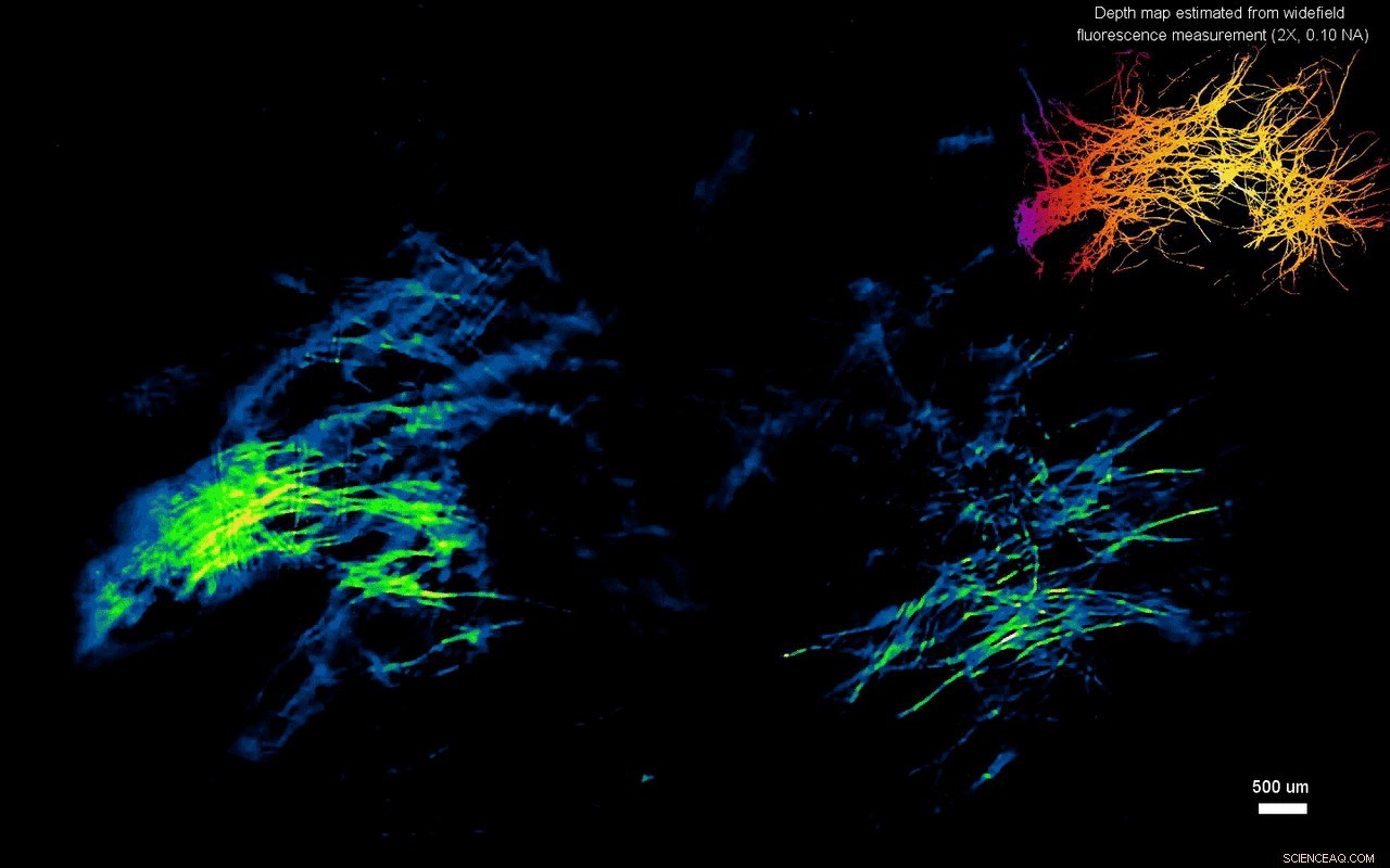 Single-shot 3‑D Wide-field Fluorescence Imaging with a Computational Miniature Mesoscope