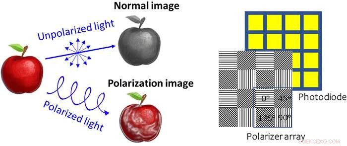 Ultra-sensitive, Filter-free Detection of Circularly Polarized Light