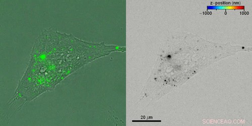 Advanced 3‑D Tracking of Extracellular Vesicles via Holographic Fluorescence Imaging