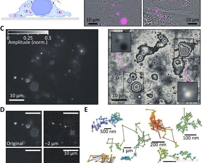 Advanced 3‑D Tracking of Extracellular Vesicles via Holographic Fluorescence Imaging