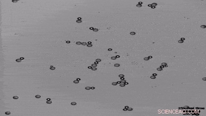 Oil Droplets Mimic Predators: Chasing Prey in Surfactant Solutions