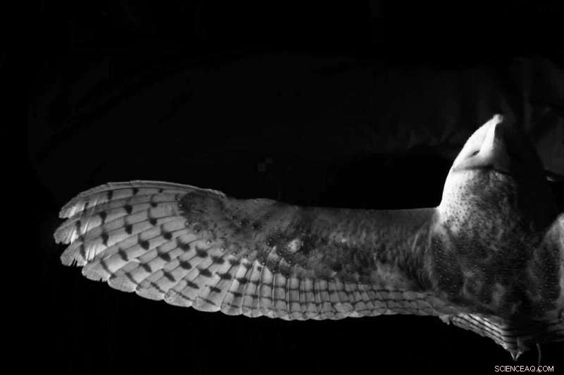 Owl Feather Finlets Reveal Blueprint for Quieter Aircraft: A Study on Silent Flight