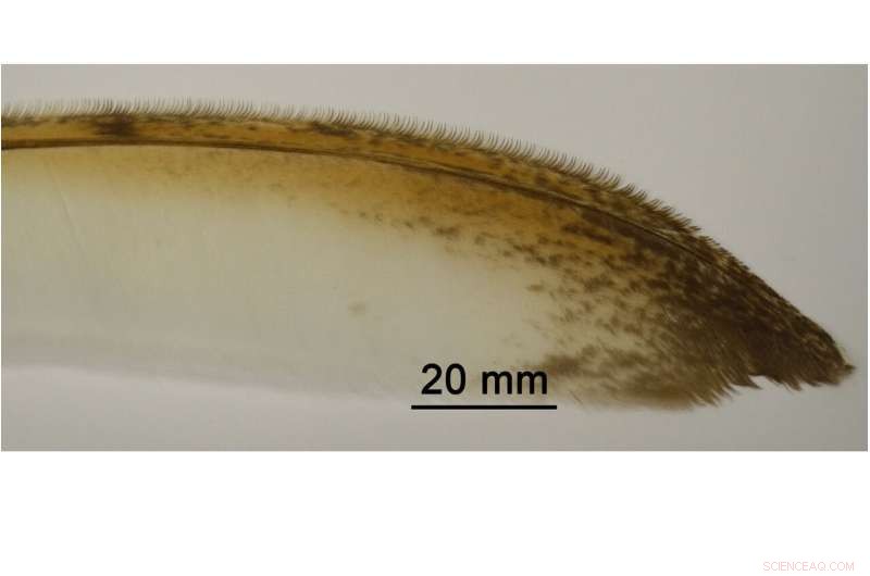 Owl Feather Finlets Reveal Blueprint for Quieter Aircraft: A Study on Silent Flight