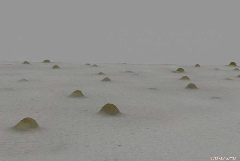 Social Bacteria Build Protective Shelters Using Fingerprint Physics