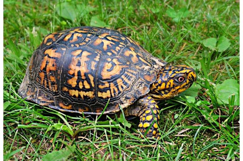 Minimal Energy Loss: The Key Principle of Animal Locomotion