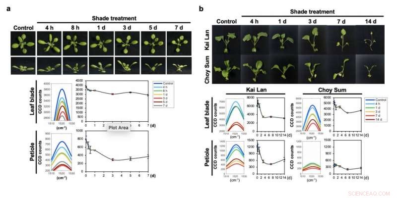 Ideal Type‑II Weyl Points Realized in Classical Circuits: A Breakthrough in Topological Physics
