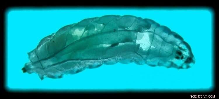 Ultra-Light OLEDs: Pioneering the Future of Digital Displays and Brain-Computer Interfaces