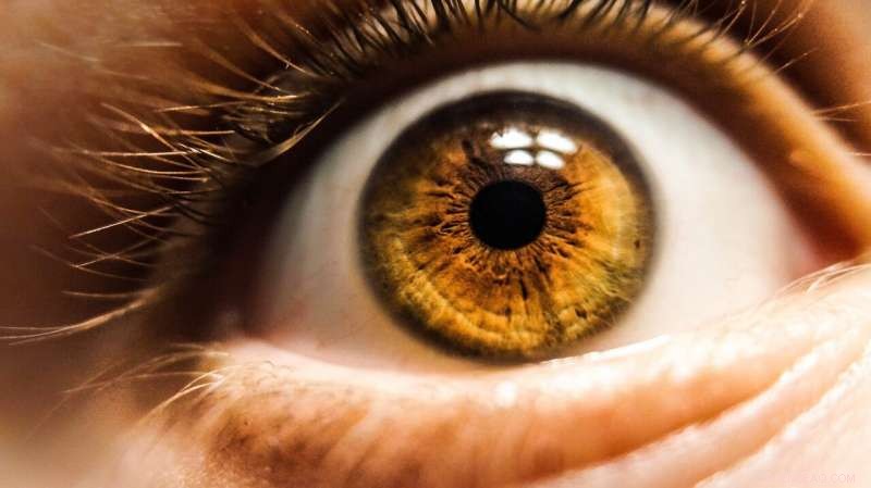 Oregon State Researchers Develop Human‑Eye‑Inspired Optical Sensor, Advancing AI Perception