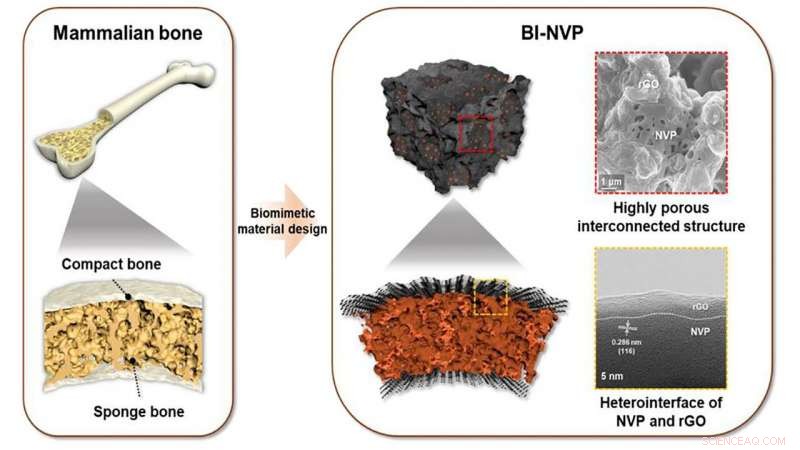Batteries Mimic Mammalian Bone Structure to Enhance Stability
