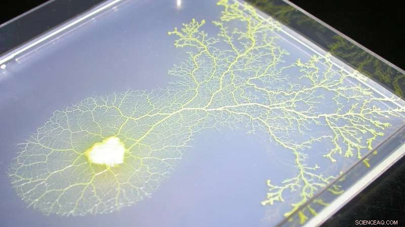 Electronic Amoeba Achieves Linear‑Time Approximation for the Traveling Salesman Problem