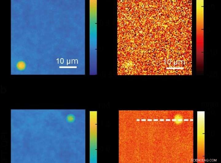 Tokyo Scientists Achieve 7‑Fold Sensitivity Boost in Live‑Cell Microscopy