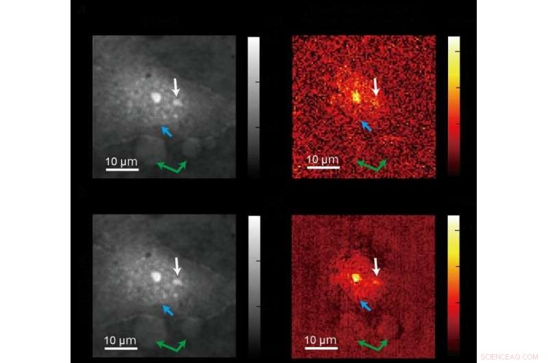 Tokyo Scientists Achieve 7‑Fold Sensitivity Boost in Live‑Cell Microscopy