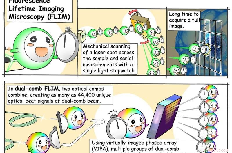 Comb-Enabled Lifetime Imaging: A Breakthrough in Fluorescence Microscopy