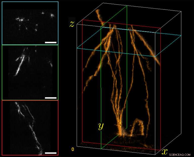 Synergistic Collaboration Unveils Cutting‑Edge Strategy for Biomedical 3‑D Imaging