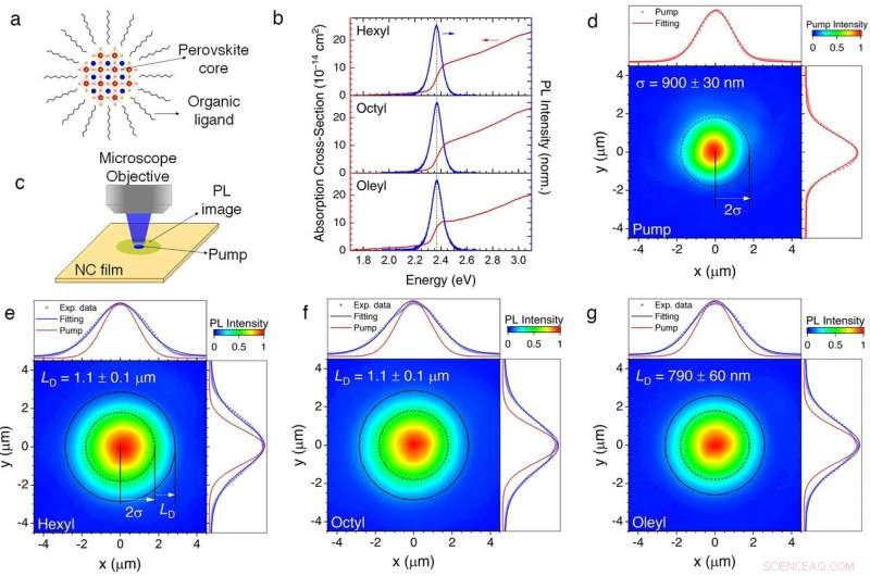 Revealing Long-Range Energy Transport in Perovskite Nanocrystal Films