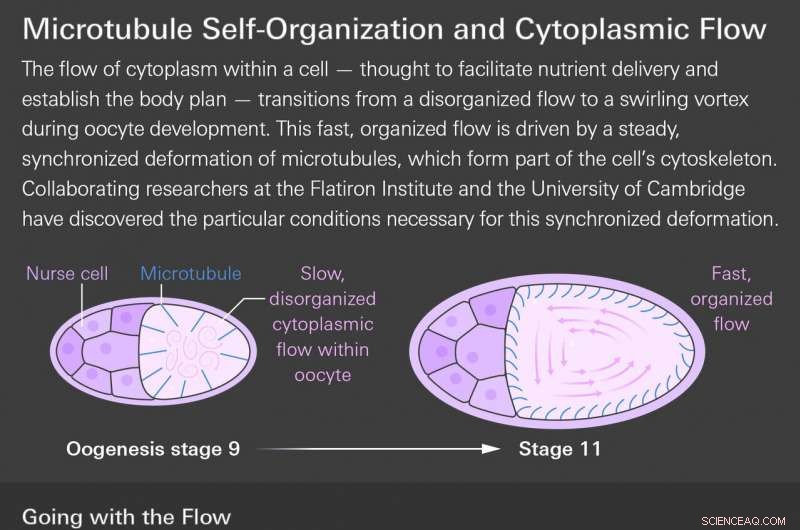 Mathematics Unveils the Mechanism Behind Giant Whirlpools in Developing Egg Cells