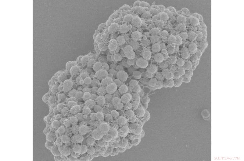 New Mathematical Model Reveals How Aggressive Bacteria Rapidly Form Colonies