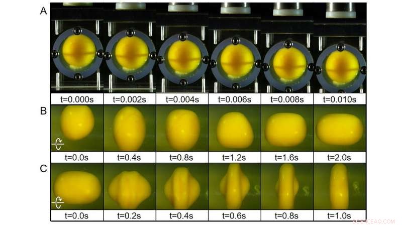 Egg Experiments Offer Insight Into Brain Impact Injury