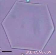 Unveiling the Shape Transformation of Pointed Oil Droplets