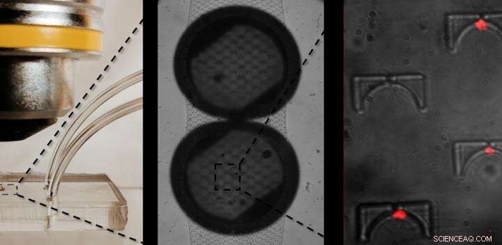 Custom Chip-Based Microscopy Systems Enhance On-Site Pathogen Detection
