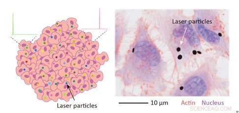 Precision Cell Tracking with Omnidirectional Visible Laser Particles