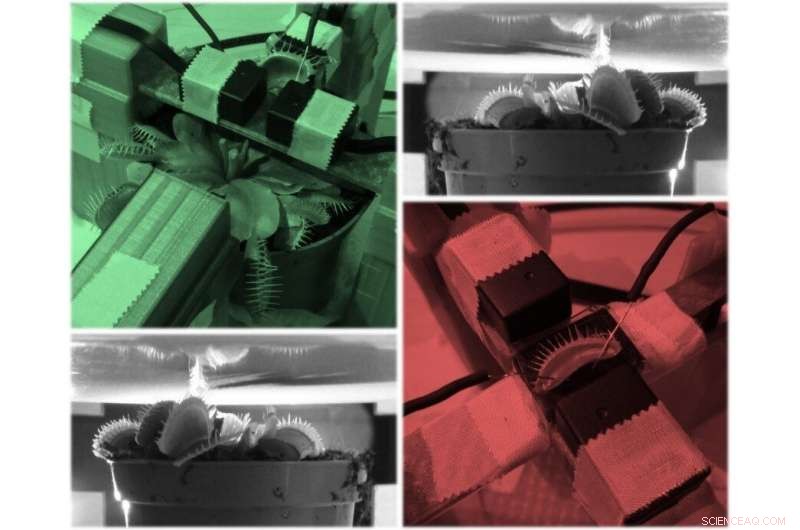 New Study Reveals Venus Flytraps Generate Magnetic Fields