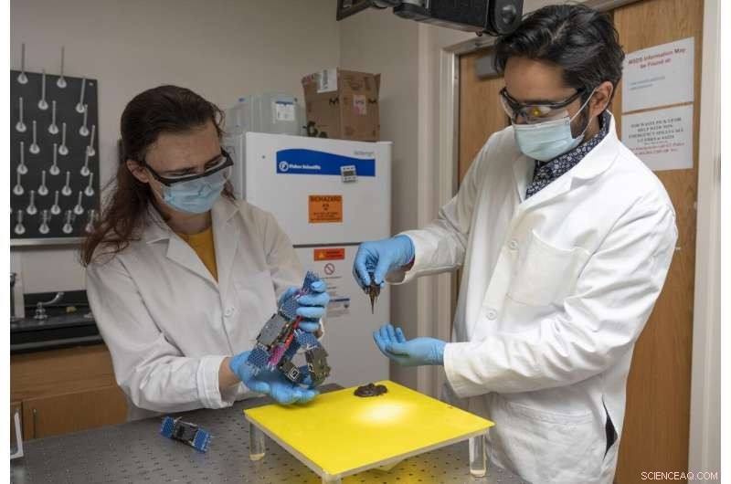 Collective Worm and Robot Blobs Enhance Survival by Swarming and Protecting Individuals