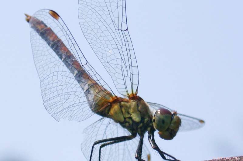 Innovative Dragonfly‑Wing Design Enhances Joint Splints for Sports and Medical Use