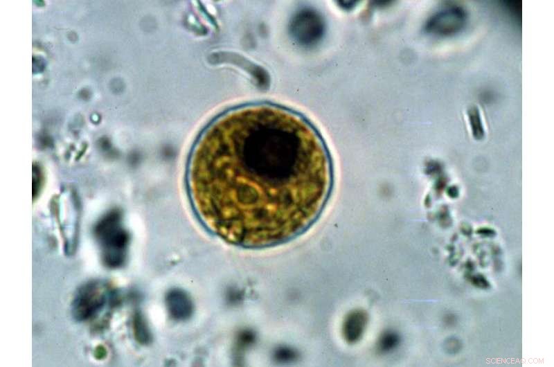 Single‑Cell Algae Rotate to Navigate Light: New Research Uncovers Phototactic Mechanisms