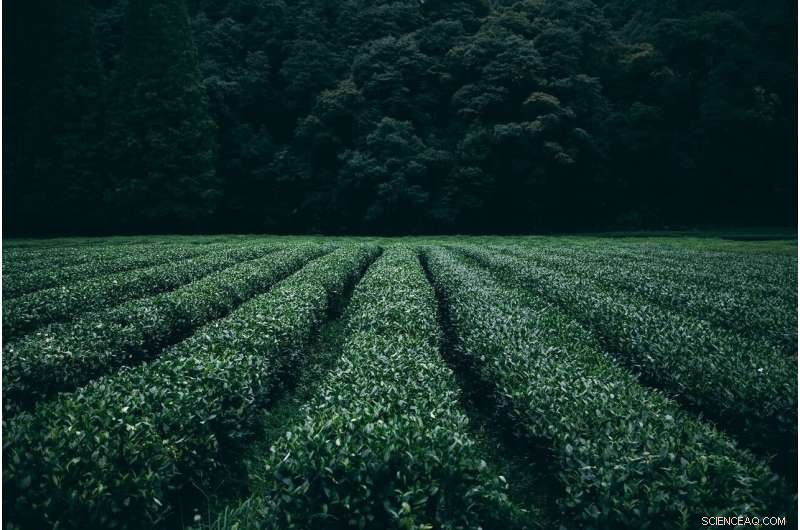 New Polymer Additive Reduces Agrochemical Pollution Safely and Effectively