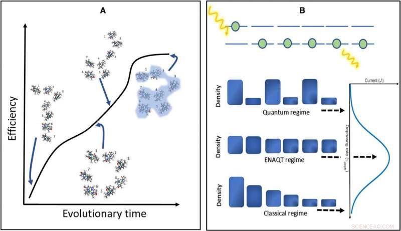 Can Quantum Coherence Enhance Efficiency in Photosynthetic Complexes?