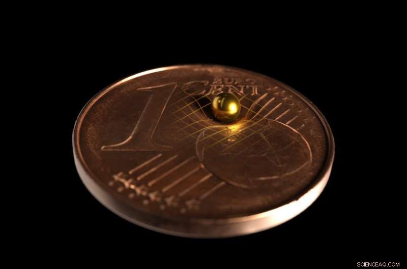 University of Vienna Study Reveals Ladybugs  Ability to Warp Space-Time