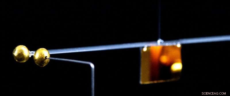 University of Vienna Study Reveals Ladybugs  Ability to Warp Space-Time