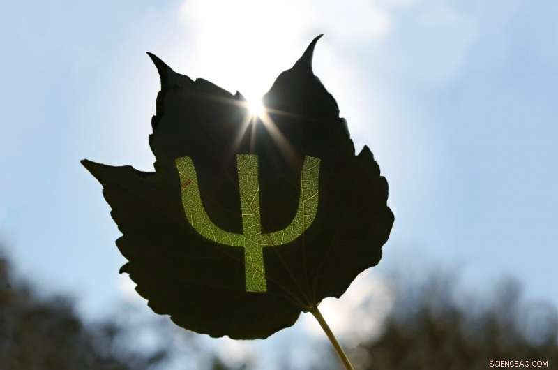 Bacteria use quantum mechanics to protect their photosynthetic machinery, study shows