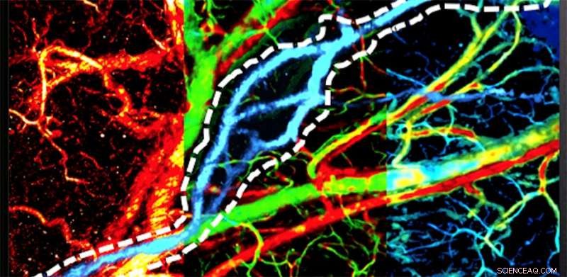 Revolutionary OR‑PAM Technique Delivers Real‑Time, Multicontrast Imaging