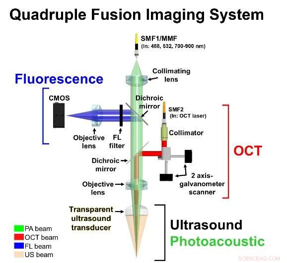 Quadruple Fusion Imaging with a Transparent Ultrasound Transducer: Enhancing Multimodal Diagnostics