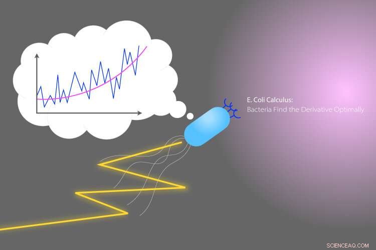 E. coli Discovers Optimal Derivative Sensing – A Mathematical Insight into Bacterial Calculus