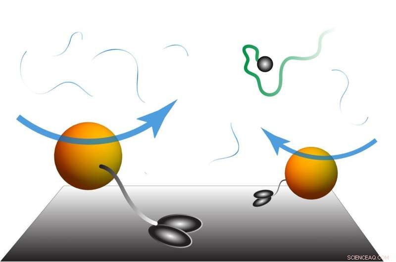Breakthrough Study Reveals How Diffusion Operates in Living Systems