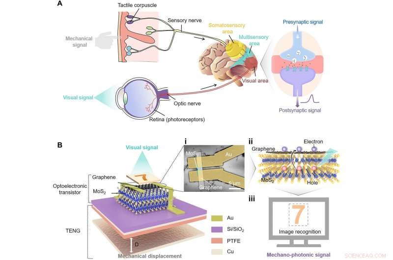 Bio-Inspired Mechano-Photonic Synapse: Advancing Neural Interfaces with Graphene/MoS2