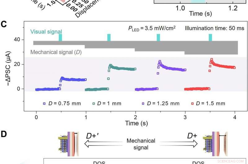 Bio-Inspired Mechano-Photonic Synapse: Advancing Neural Interfaces with Graphene/MoS2
