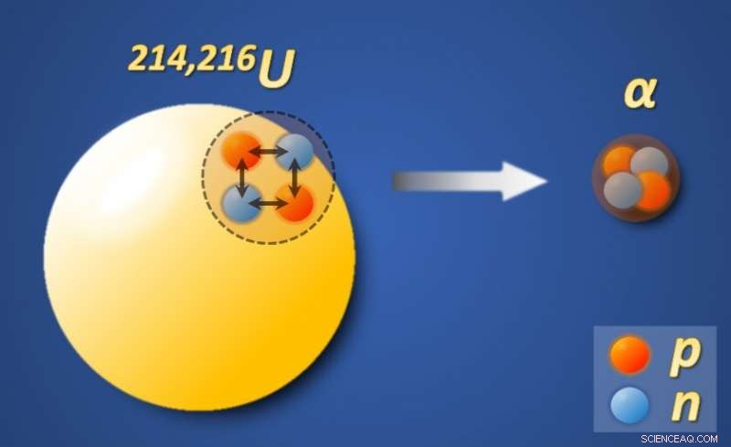 New Study Reveals Significant α-Particle Clustering in Uranium Isotopes
