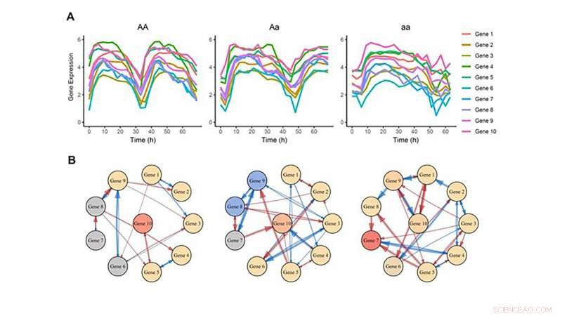 Circadian Rhythm Studies Reveal Potential to Shift Early Birds into Night Owls