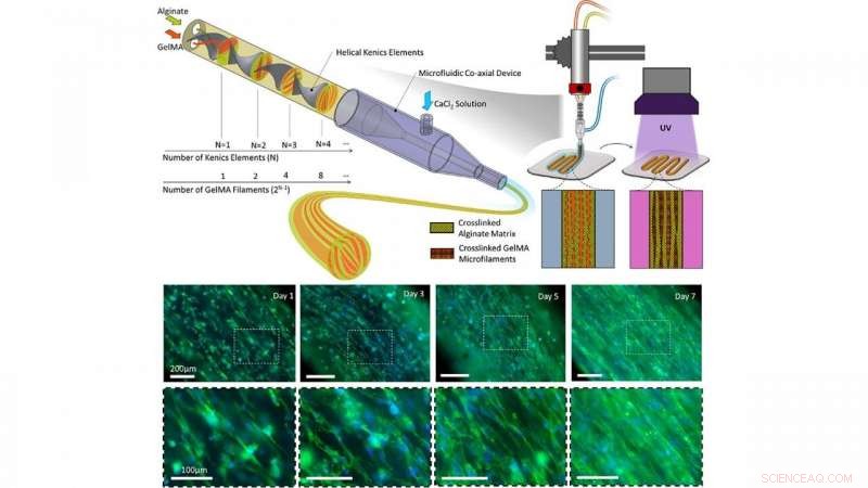 Precision 3D Bioprinting: Controlling Cell Orientation for Advanced Tissue Engineering