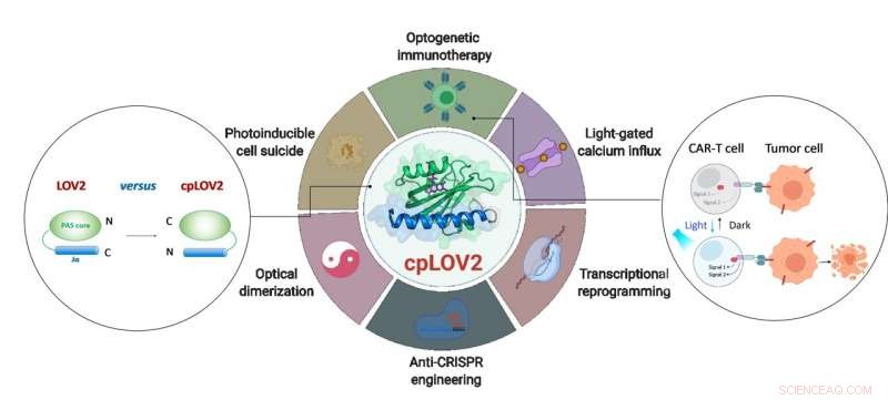 Engineered Modular Blue-Light Photoswitch Boosts Precision in Optogenetics