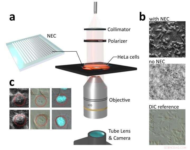 Nanophotonics-Enhanced Coverslip: Compact Phase Imaging for Biological Applications